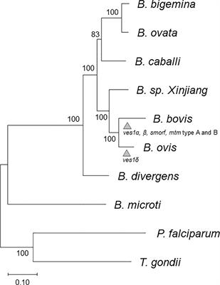 Whole genome sequence and diversity in multigene families of Babesia ovis